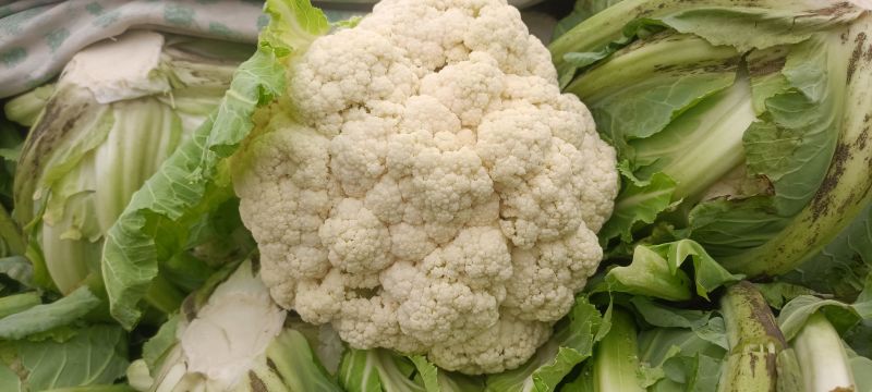 安徽菜花有机松花菜白面青梗散花货源稳定代收代发