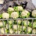 安徽菜花有机松花菜白面青梗散花货源稳定代收代发