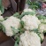 安徽菜花有机松花菜白面青梗散花货源稳定代收代发