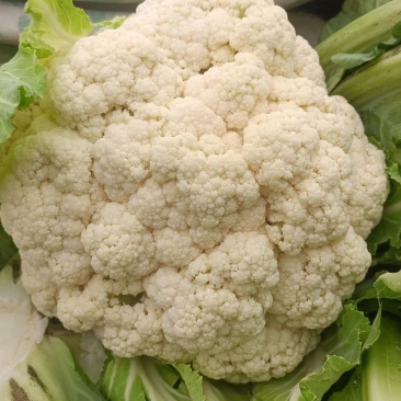 安徽菜花有机松花菜白面青梗散花货源稳定代收代发