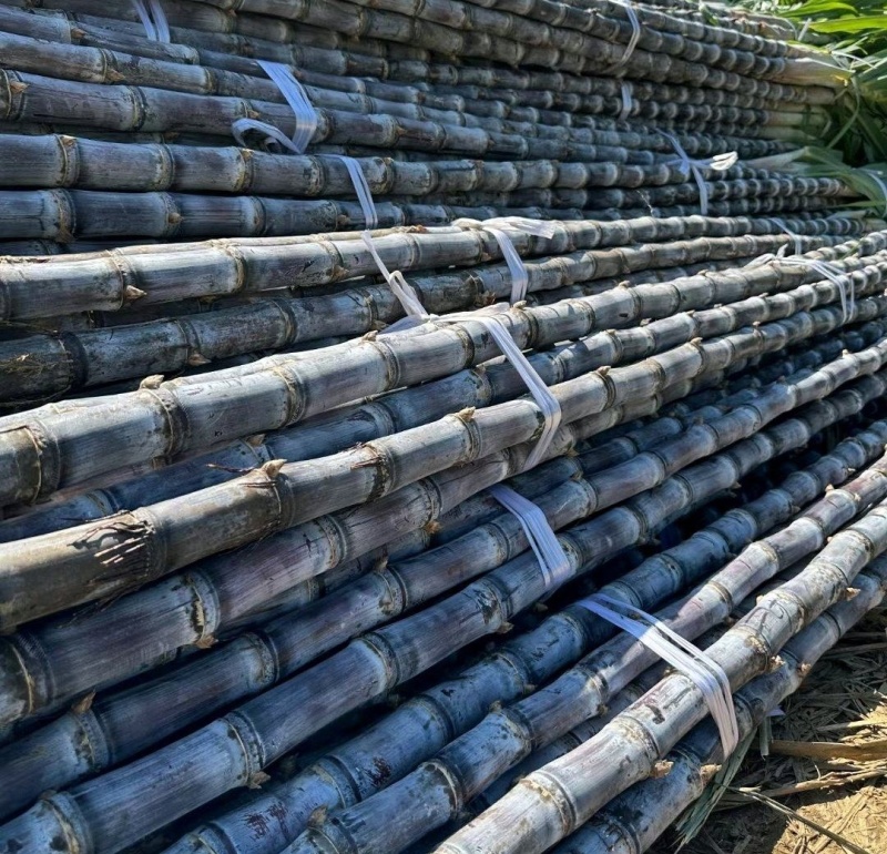 甘蔗云南甘蔗，黑皮甘蔗大量上市，产地发货，价格美丽量大从