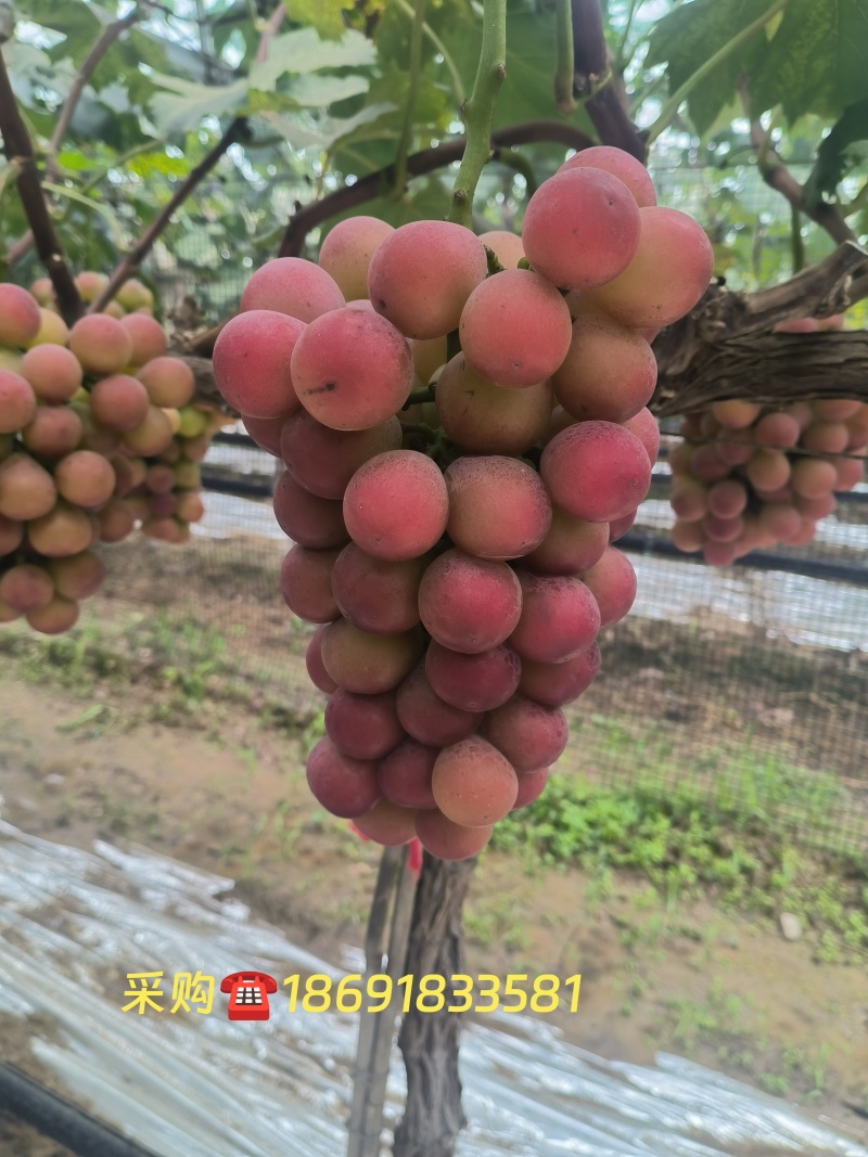 妮娜皇后出售