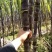 甘蔗云南甘蔗，黑皮甘蔗大量上市，产地发货，价格美丽量大从