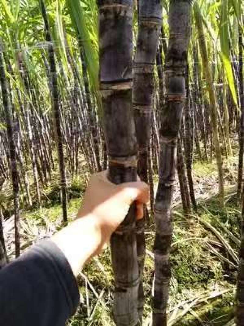 甘蔗云南甘蔗，黑皮甘蔗大量上市，产地发货，价格美丽量大从