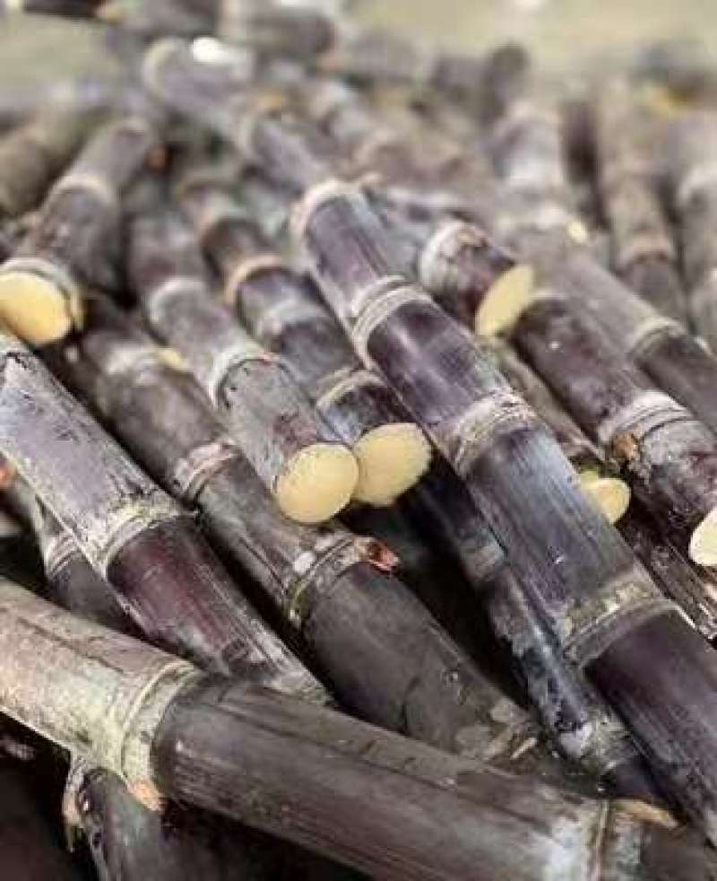 甘蔗云南甘蔗，黑皮甘蔗大量上市，产地发货，价格美丽量大从