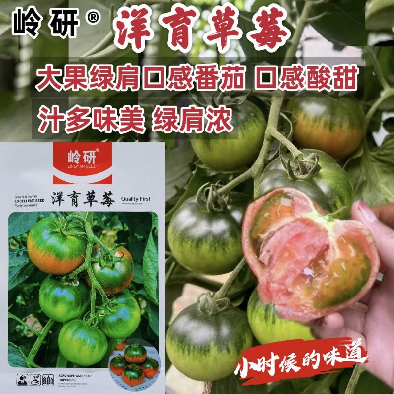 洋育草莓番茄种子大果铁皮柿子种籽东北草莓西红柿种子带绿肩