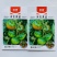 洋育草莓番茄种子大果铁皮柿子种籽东北草莓西红柿种子带绿肩