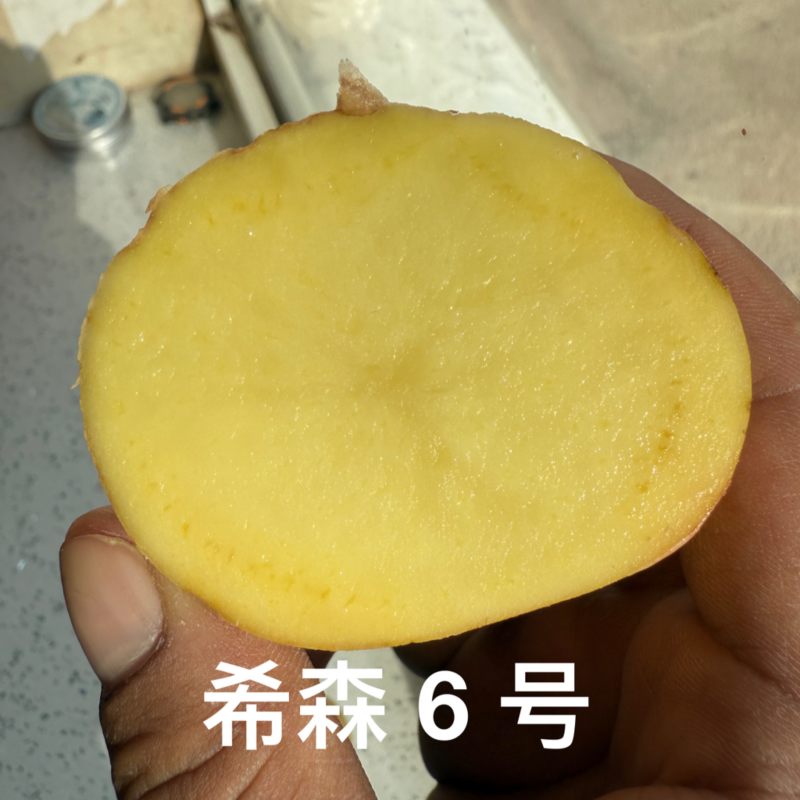 武川土豆