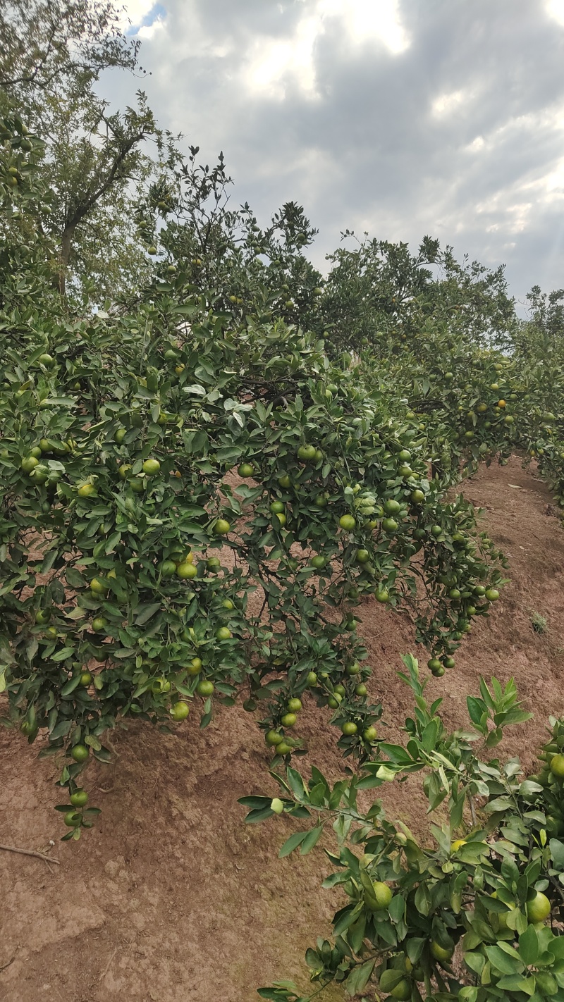 优质早熟蜜橘
