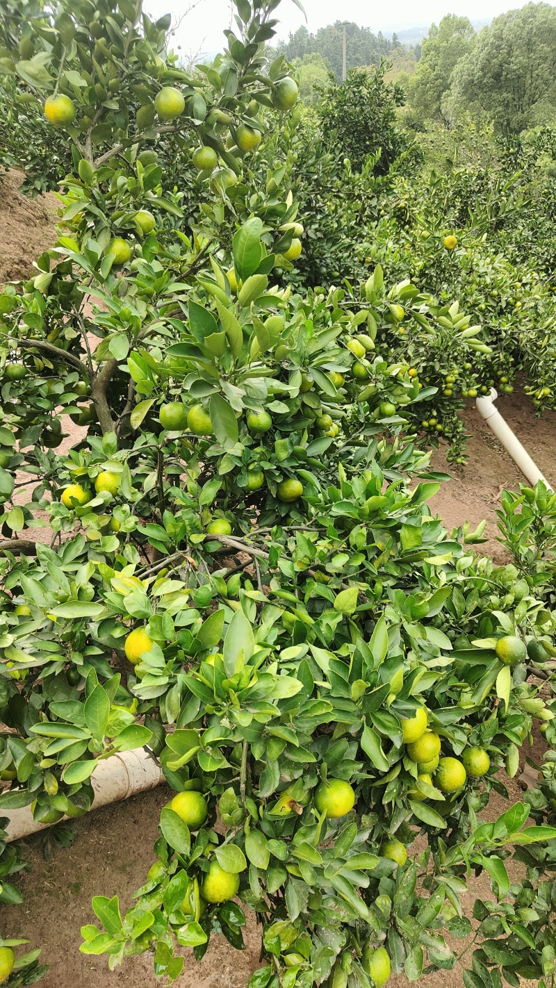 优质早熟蜜橘