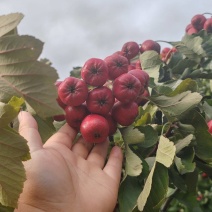 大量批发山楂，商品果，切片果，打浆果