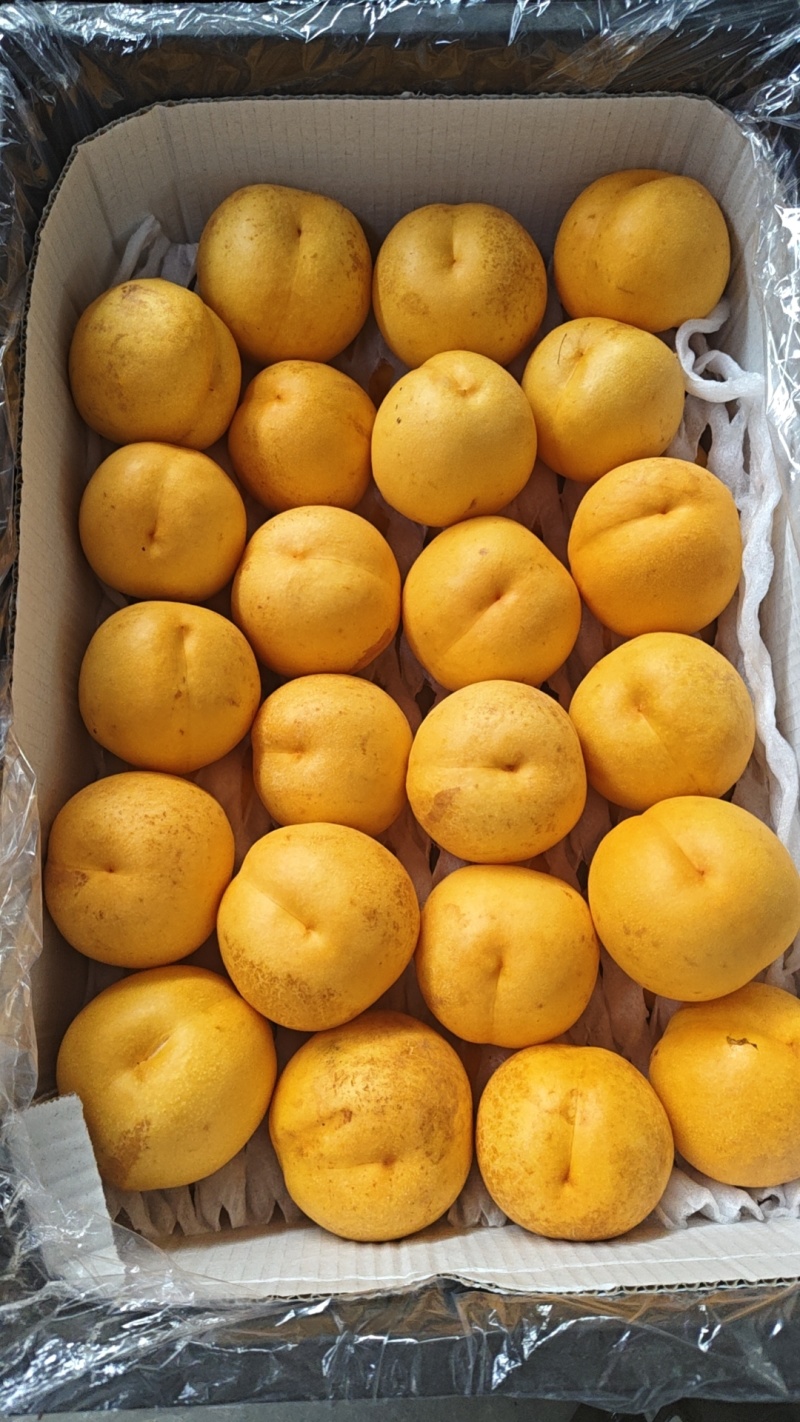 中油21