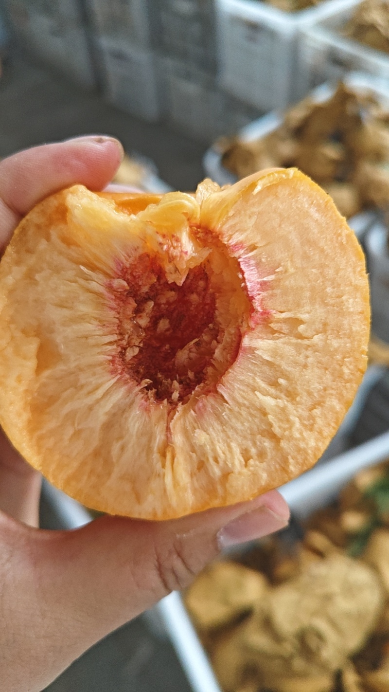 中油21