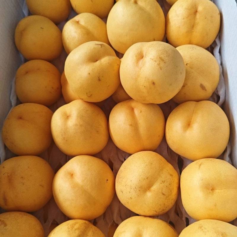 中油21