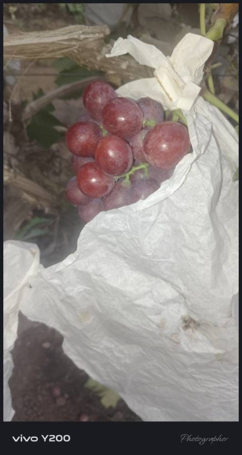 红提