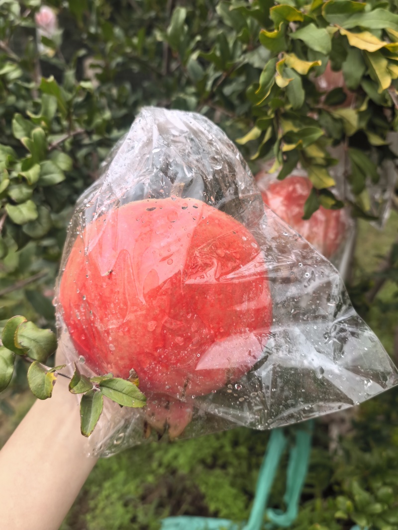 临潼石榴新品骊山红半软籽石榴，自有百亩果园，欢迎合作！