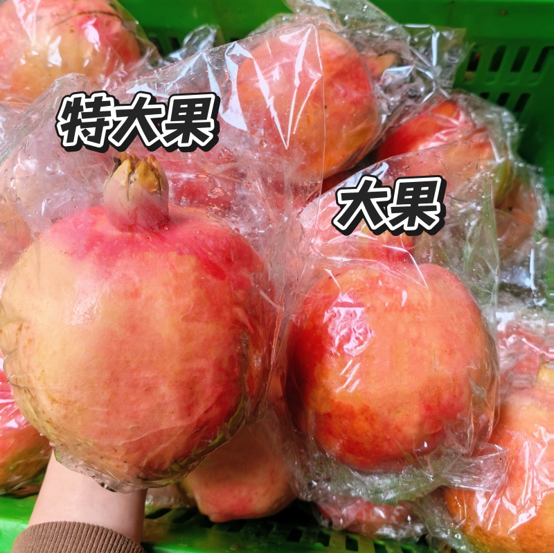 临潼石榴新品骊山红半软籽石榴，自有百亩果园，欢迎合作！