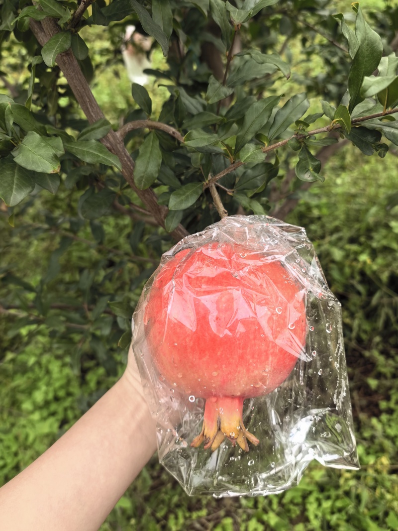 临潼石榴新品骊山红半软籽石榴，自有百亩果园，欢迎合作！