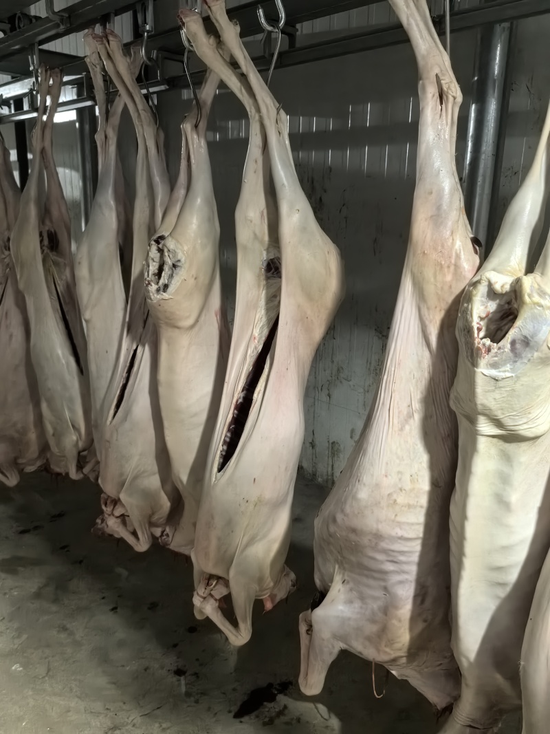 腿毛大母羊