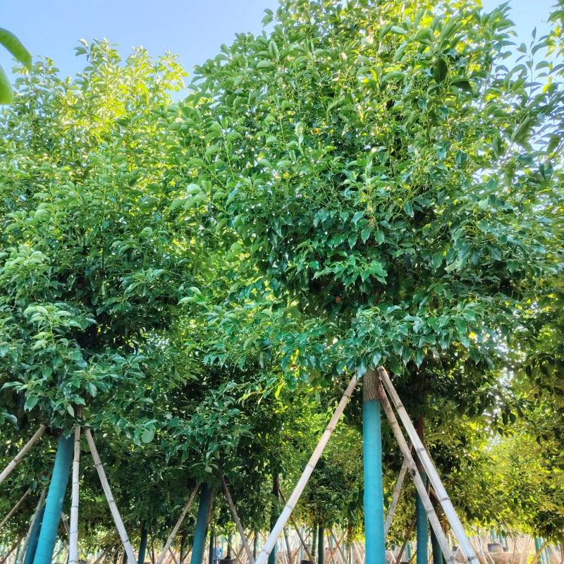 香樟树大冠幅8～9～10～12公分自家基地种植批发价