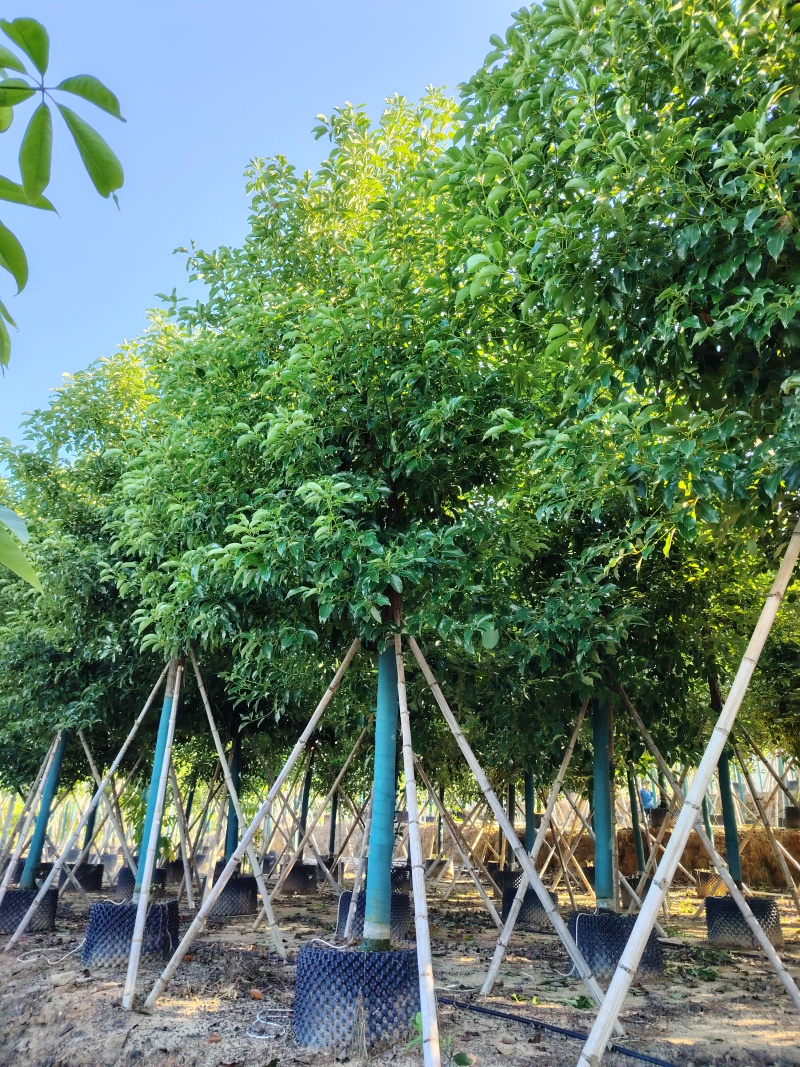 香樟树大冠幅8～9～10～12公分自家基地种植批发价