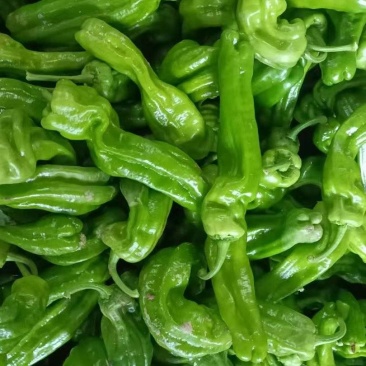 新鲜大菜辣