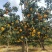 爱媛38#