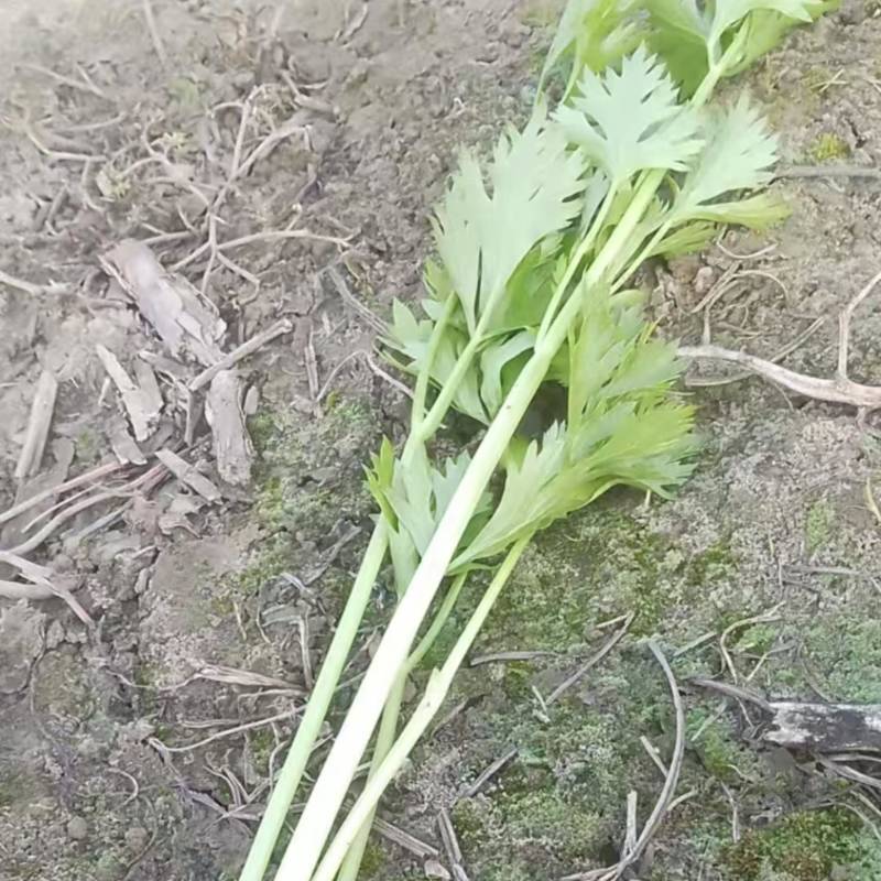 新民市大量芹菜上市，品相质量嘎嘎好，合得上成本就卖特价