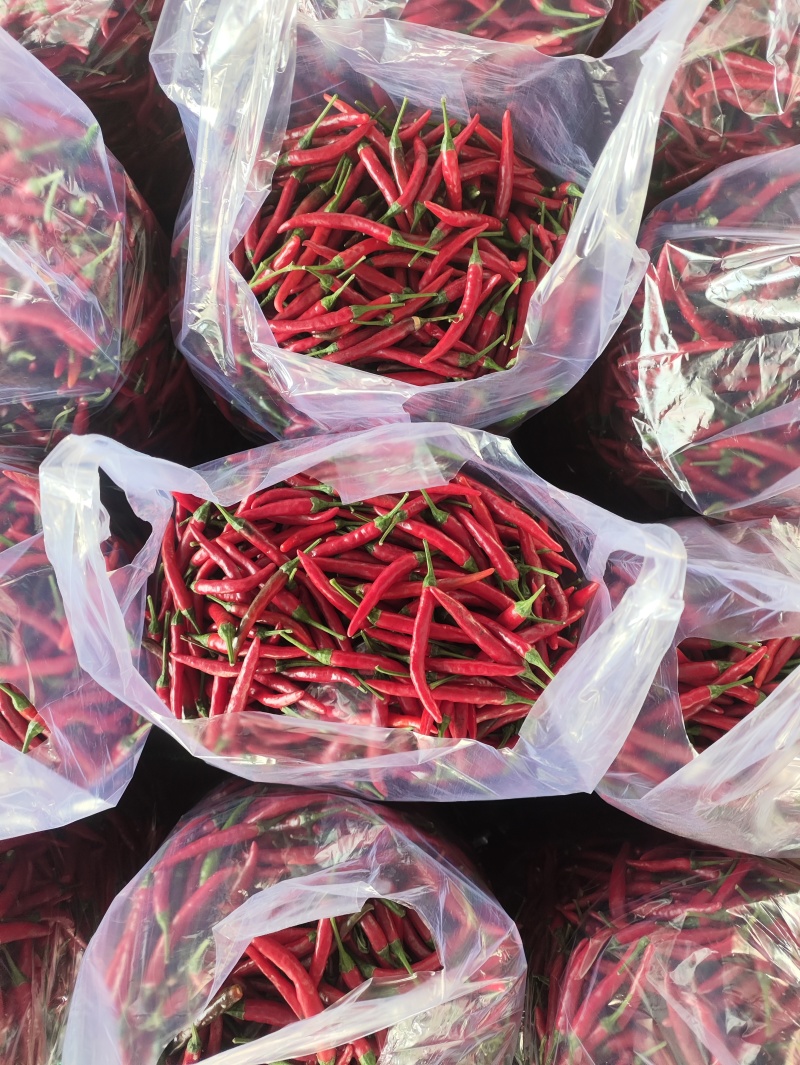 小米椒