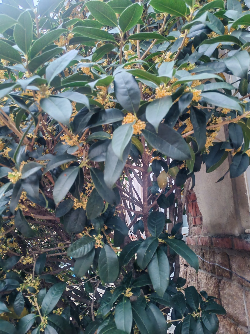 30年桂花树