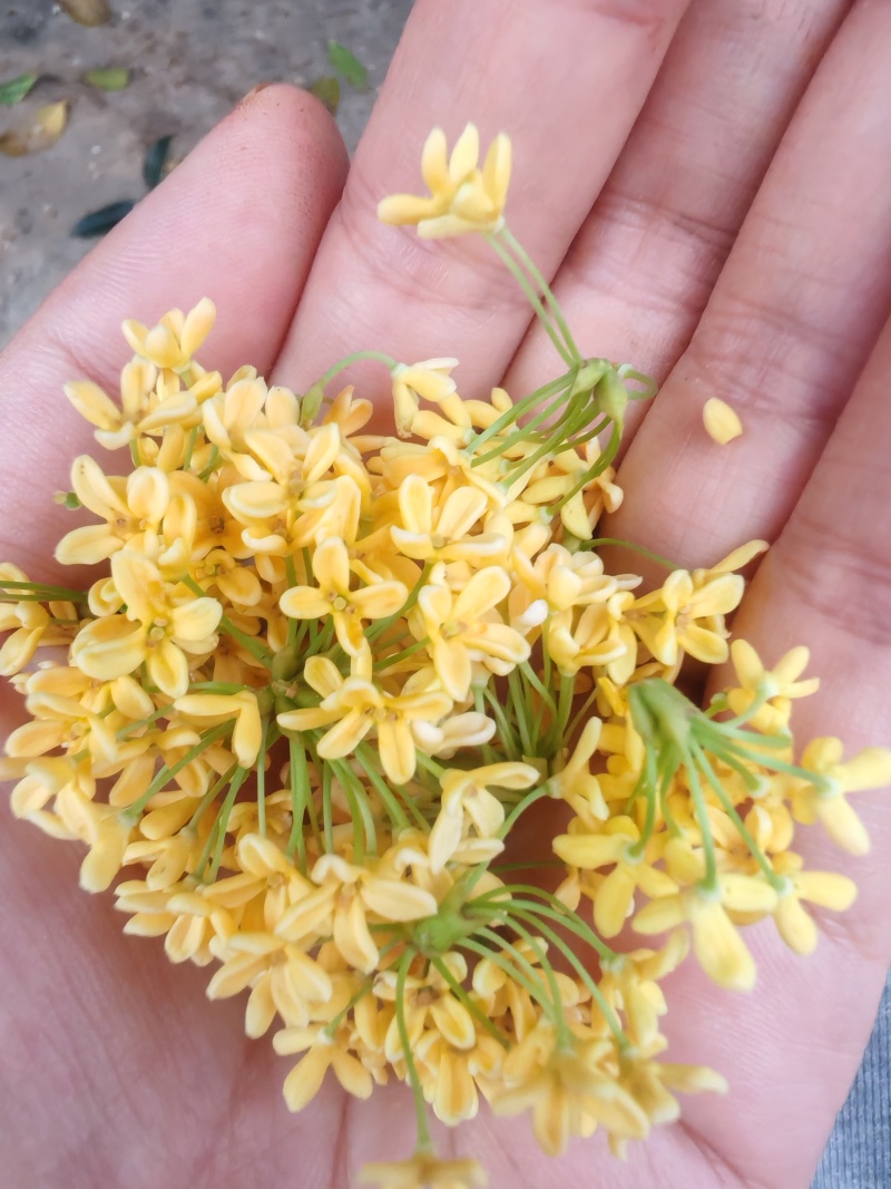 30年桂花树