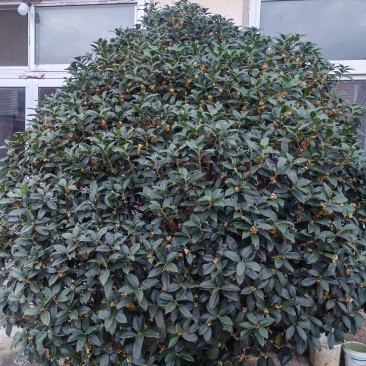 30年桂花树