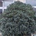 30年桂花树