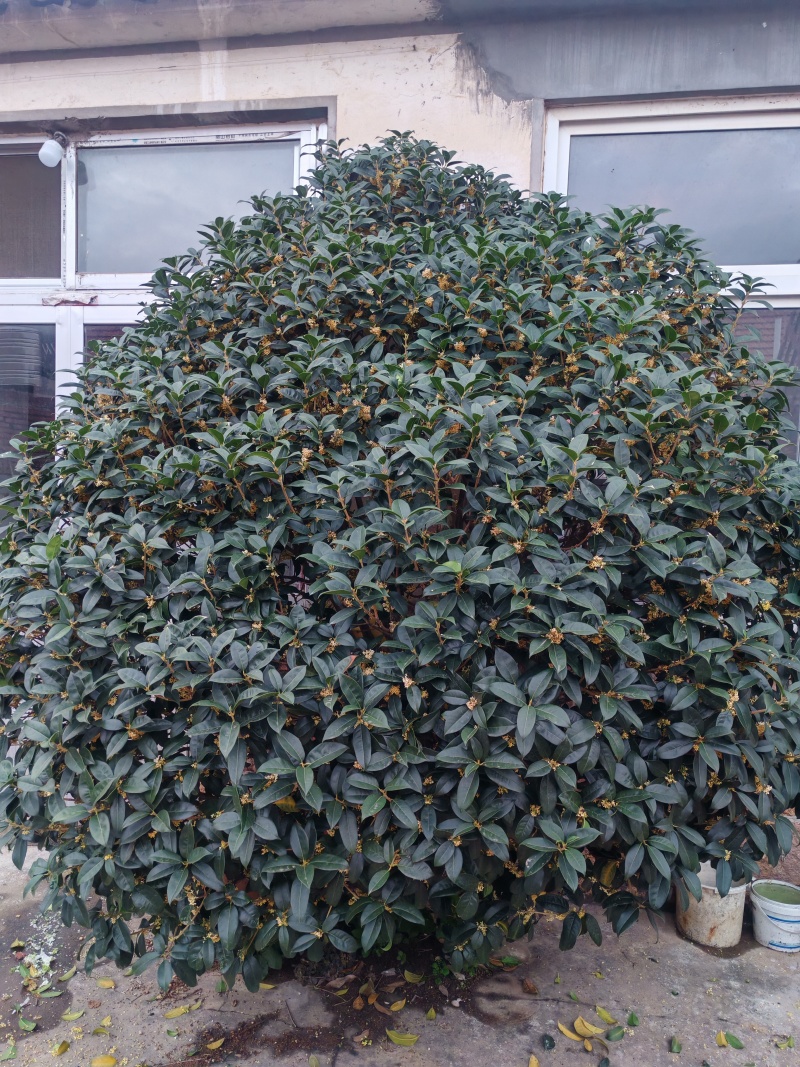 30年桂花树