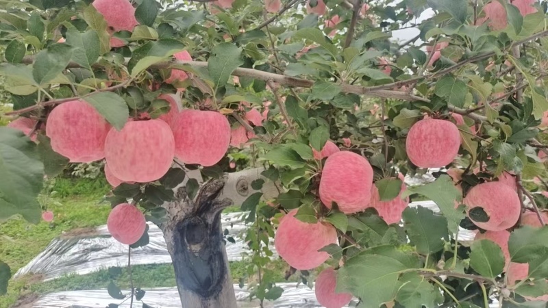 庆阳高原红富士苹果