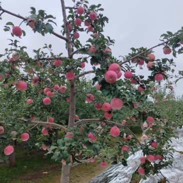 庆阳高原红富士苹果