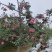 庆阳高原红富士苹果