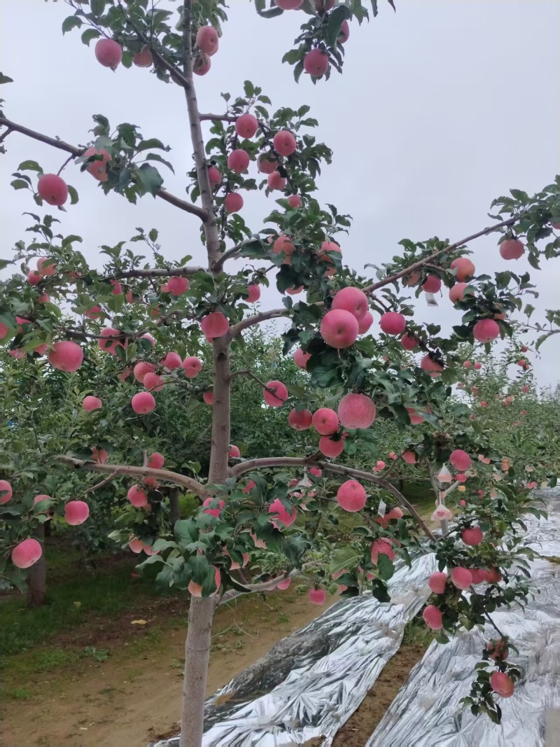 庆阳高原红富士苹果