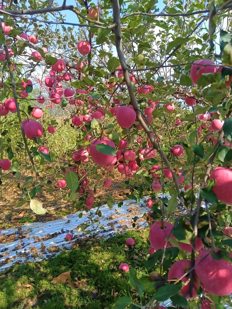 庆阳高原红富士苹果