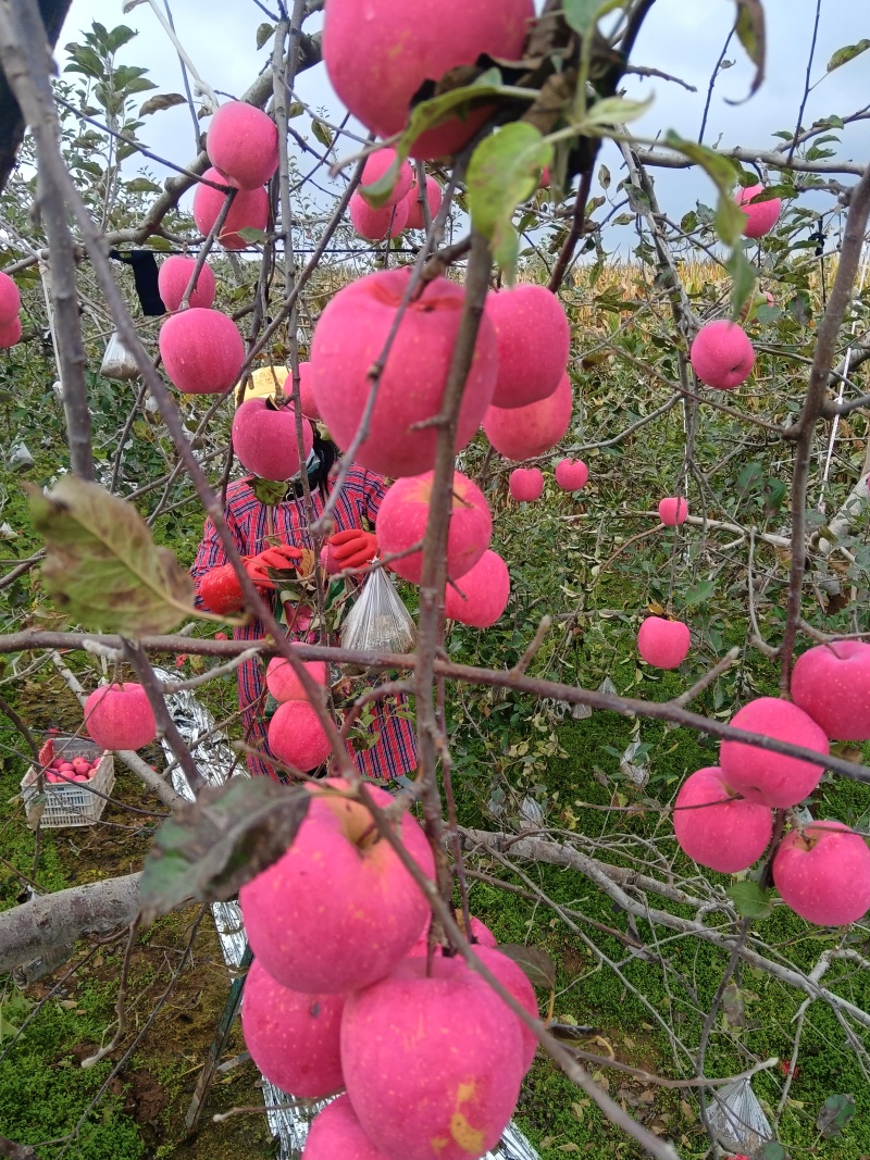 庆阳高原红富士苹果
