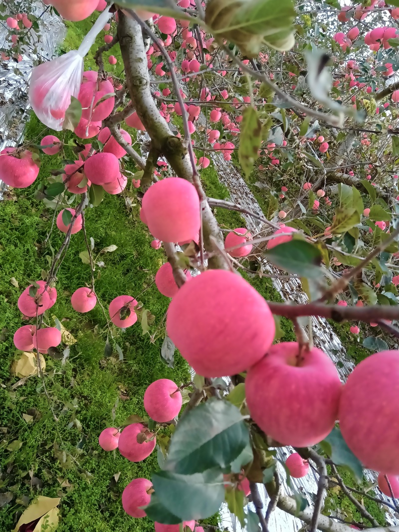 庆阳高原红富士苹果