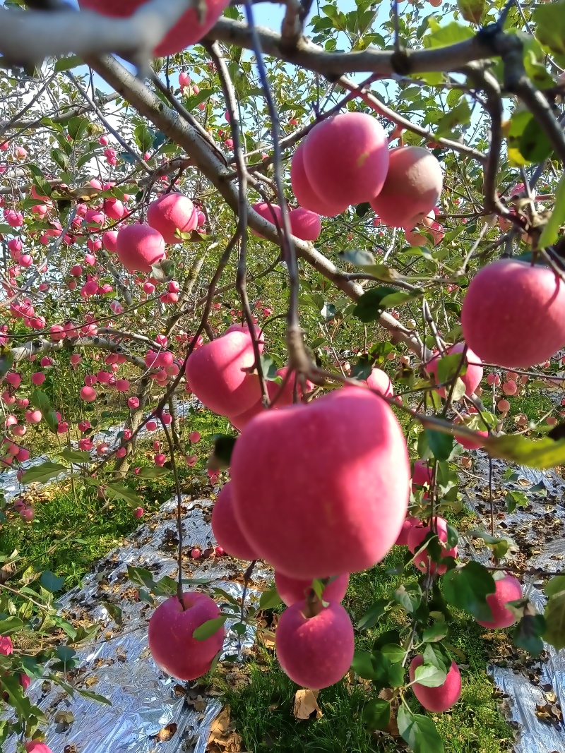 庆阳高原红富士苹果