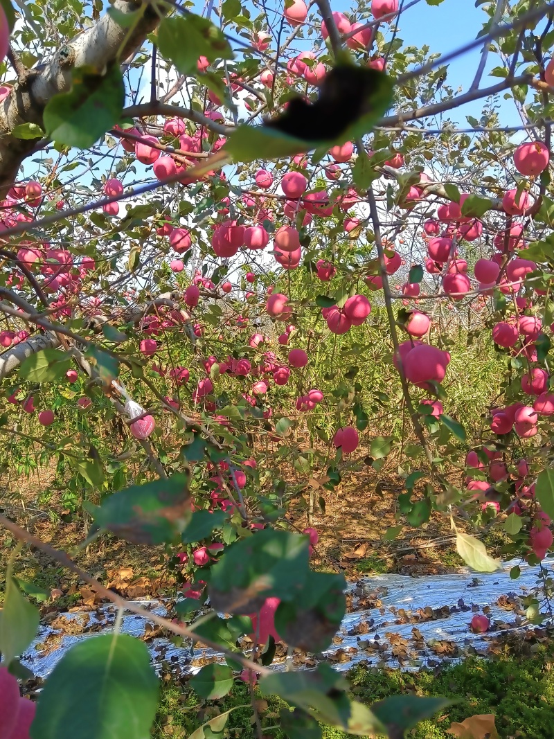 庆阳高原红富士苹果