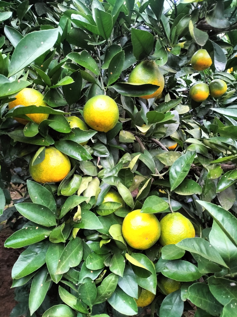 宜昌蜜桔，坡田光照足，皮薄肉厚无渣，甜甜的