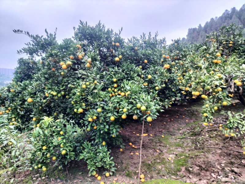 宜昌蜜桔，坡田光照足，皮薄肉厚无渣，甜甜的