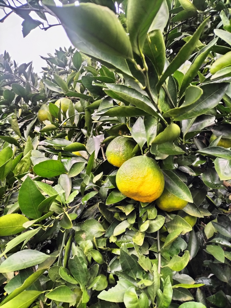 宜昌蜜桔，坡田光照足，皮薄肉厚无渣，甜甜的