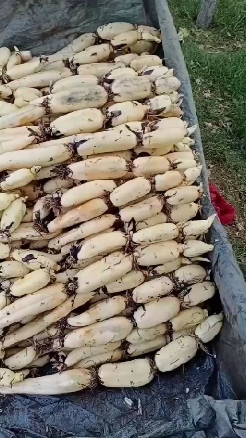 白连藕