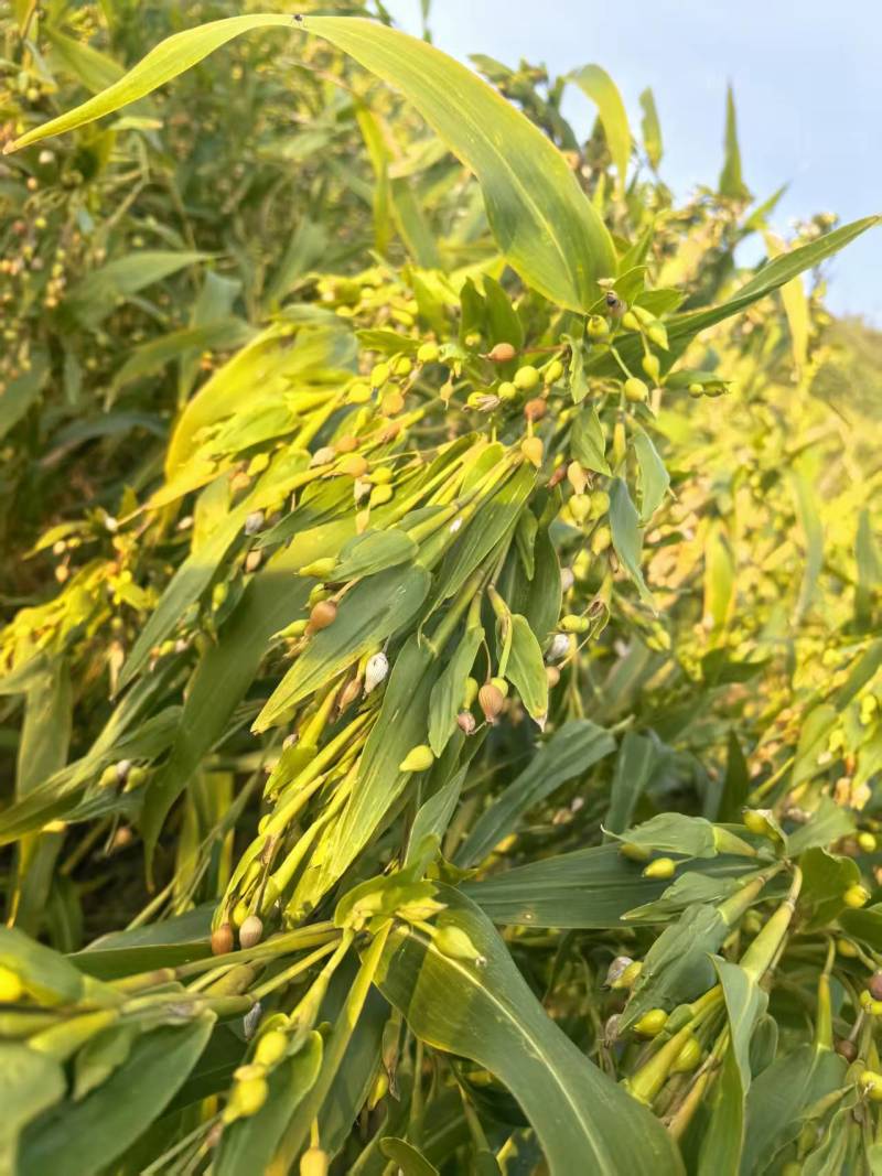 真空包装薏仁米