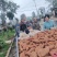 河南省确山县丘陵地西瓜红薯