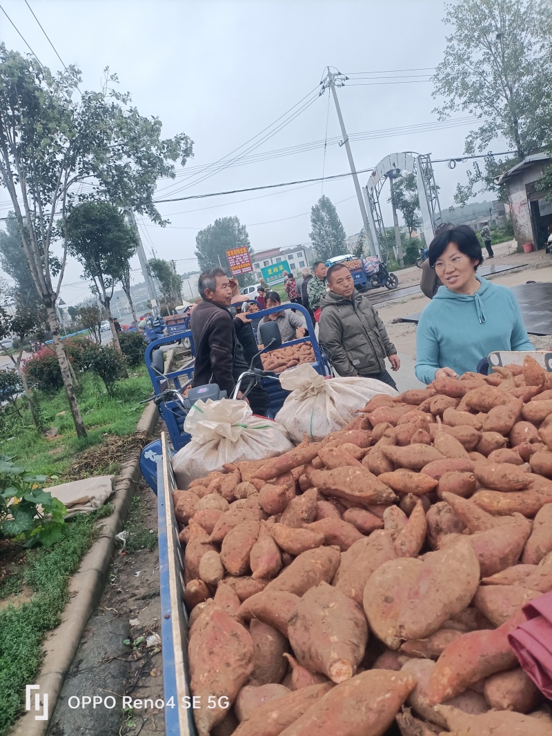 河南省确山县丘陵地西瓜红薯